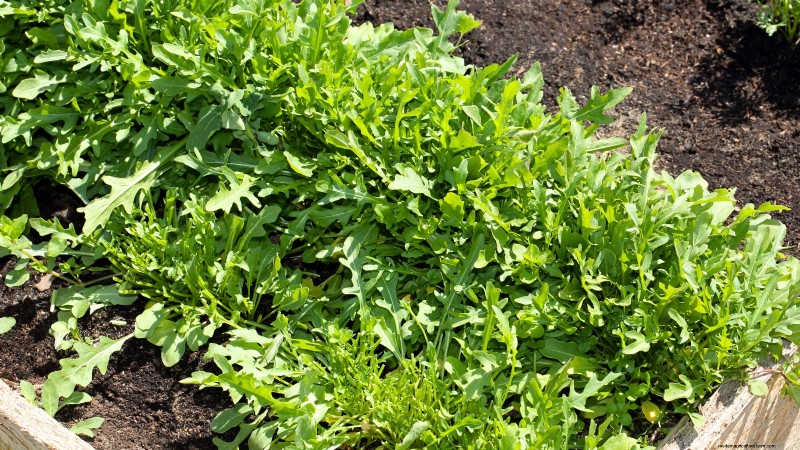 11 Hardy Vegetables to Start Indoors in January for a Strong Spring Garden