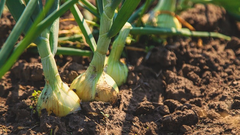 11 Hardy Vegetables to Start Indoors in January for a Strong Spring Garden