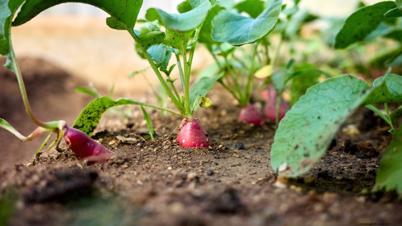 11 Hardy Vegetables to Start Indoors in January for a Strong Spring Garden