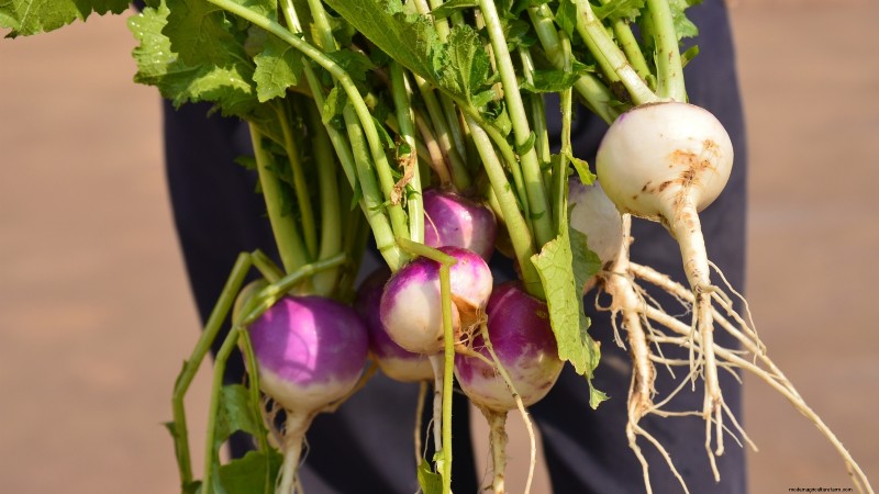 11 Hardy Vegetables to Start Indoors in January for a Strong Spring Garden
