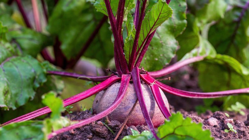 11 Hardy Vegetables to Start Indoors in January for a Strong Spring Garden