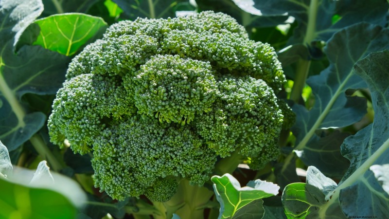 11 Hardy Vegetables to Start Indoors in January for a Strong Spring Garden