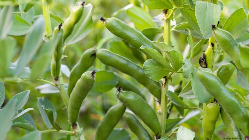 11 Hardy Vegetables to Start Indoors in January for a Strong Spring Garden
