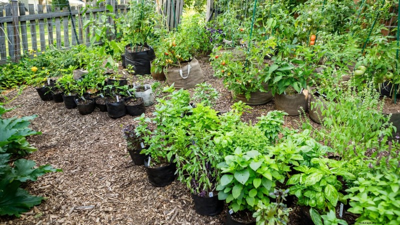 11 Proven Vegetable Garden Layouts for a Bountiful Harvest