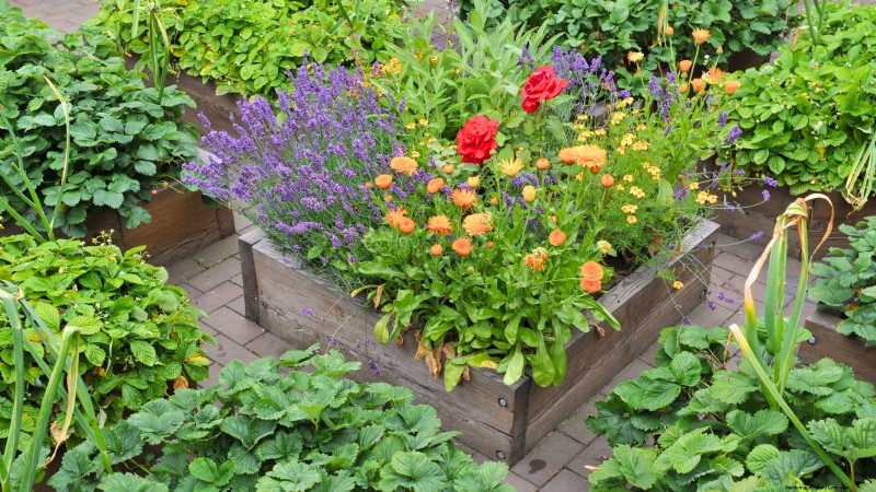 11 Proven Vegetable Garden Layouts for a Bountiful Harvest