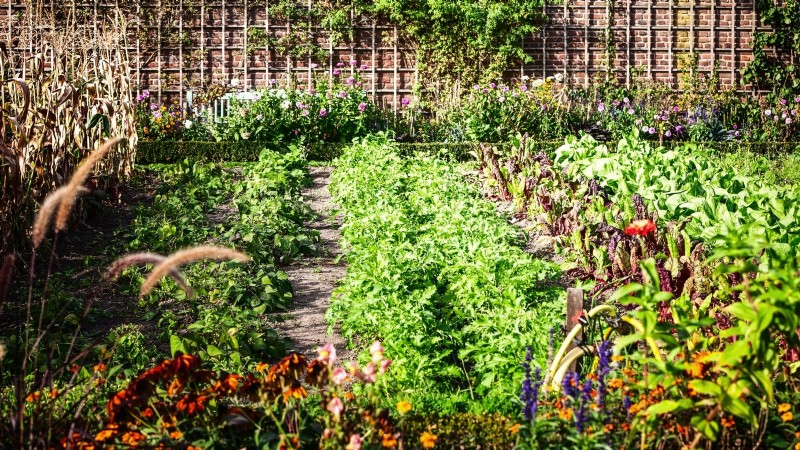 11 Proven Vegetable Garden Layouts for a Bountiful Harvest