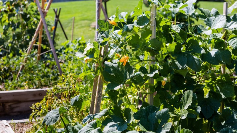 11 Proven Vegetable Garden Layouts for a Bountiful Harvest