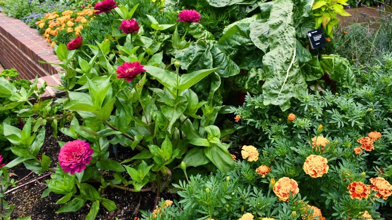 11 Proven Vegetable Garden Layouts for a Bountiful Harvest
