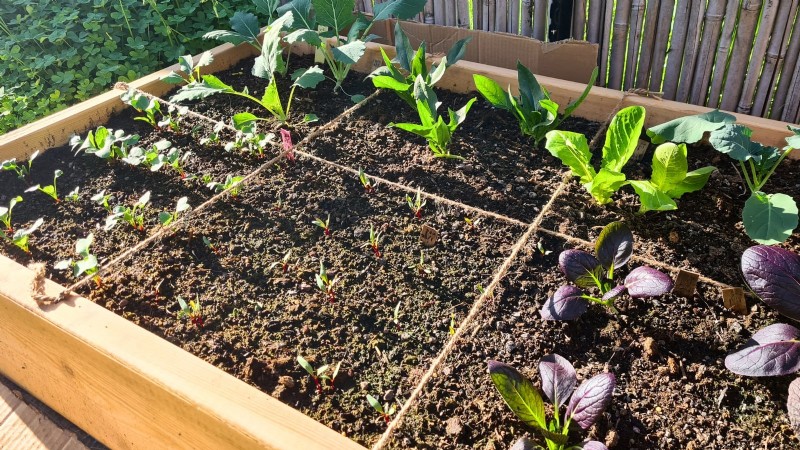 11 Proven Vegetable Garden Layouts for a Bountiful Harvest