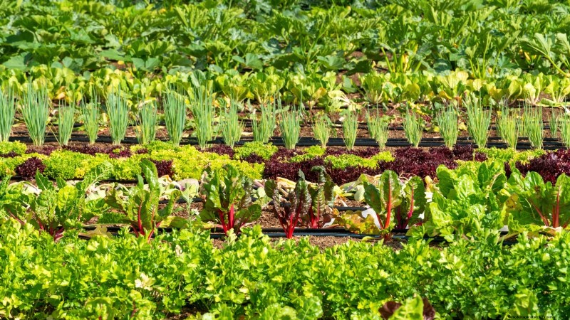 11 Proven Vegetable Garden Layouts for a Bountiful Harvest