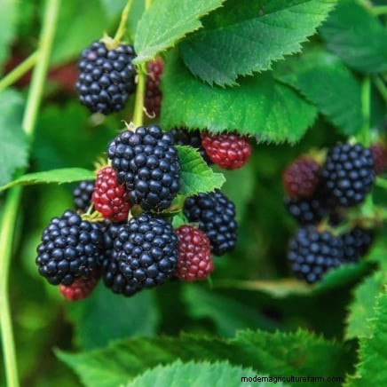 November’s Ideal Time to Plant 13 Stunning Berry Bushes