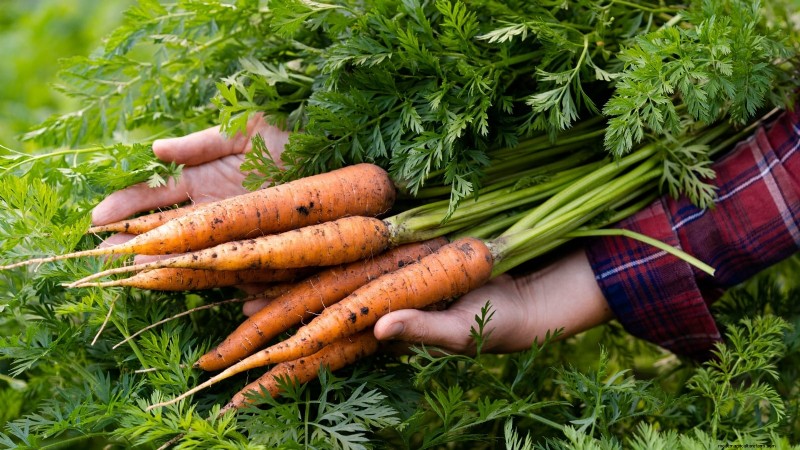 How to Overwinter Carrots: A Step‑by‑Step Guide to Sweet, Winter‑Ready Roots