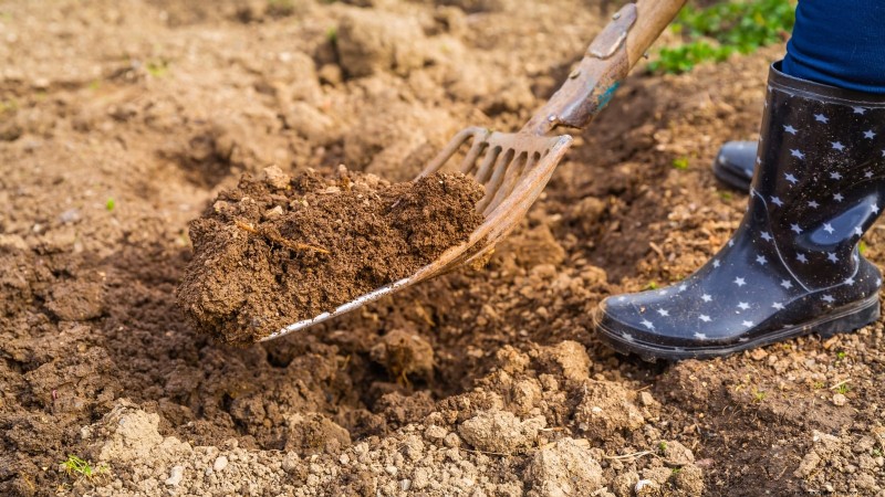How to Overwinter Carrots: A Step‑by‑Step Guide to Sweet, Winter‑Ready Roots
