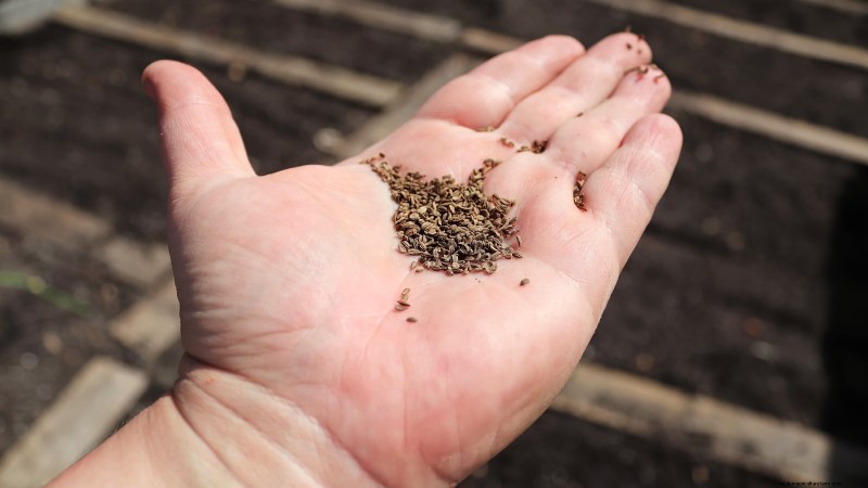 How to Overwinter Carrots: A Step‑by‑Step Guide to Sweet, Winter‑Ready Roots