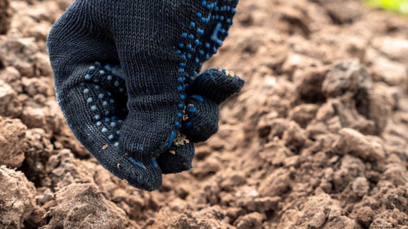 How to Overwinter Carrots: A Step‑by‑Step Guide to Sweet, Winter‑Ready Roots