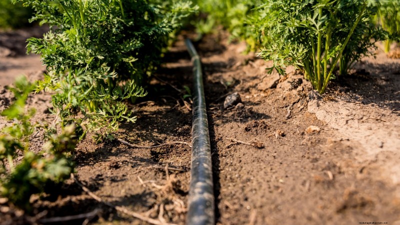 How to Overwinter Carrots: A Step‑by‑Step Guide to Sweet, Winter‑Ready Roots