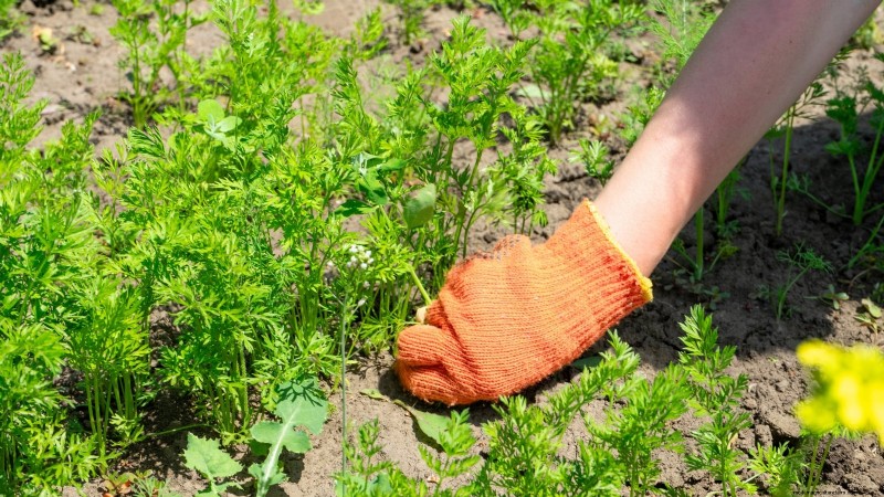 How to Overwinter Carrots: A Step‑by‑Step Guide to Sweet, Winter‑Ready Roots