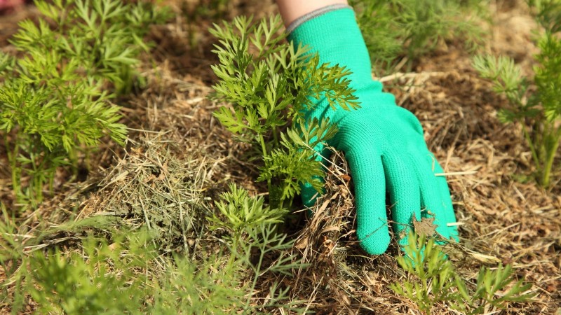 How to Overwinter Carrots: A Step‑by‑Step Guide to Sweet, Winter‑Ready Roots