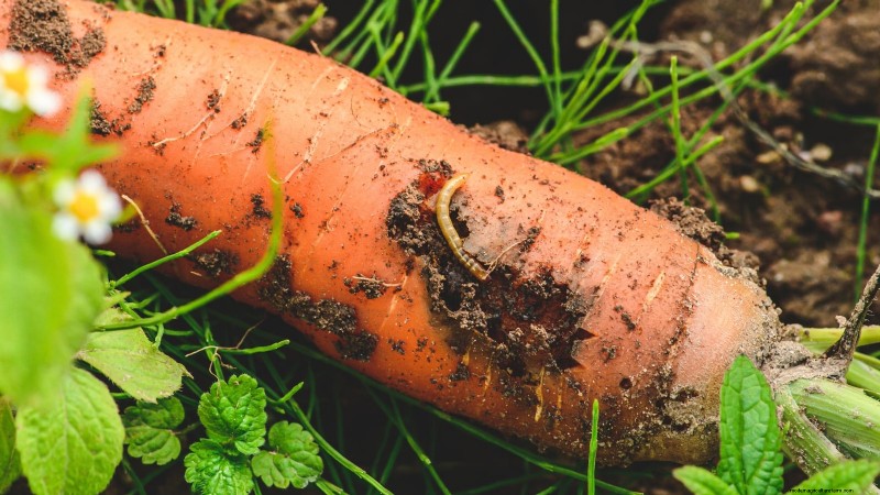How to Overwinter Carrots: A Step‑by‑Step Guide to Sweet, Winter‑Ready Roots