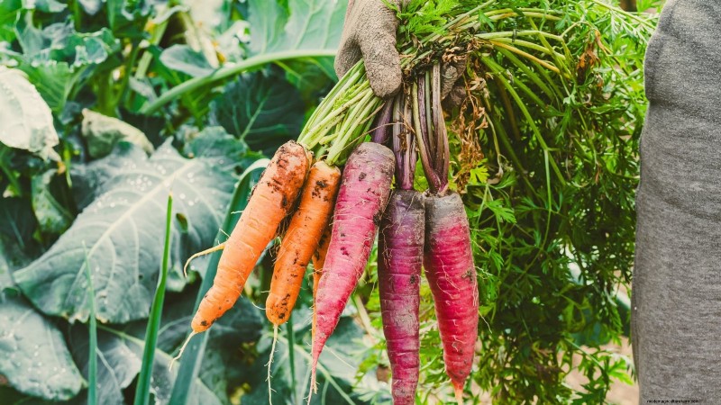 How to Overwinter Carrots: A Step‑by‑Step Guide to Sweet, Winter‑Ready Roots