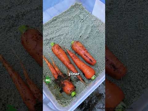 How to Overwinter Carrots: A Step‑by‑Step Guide to Sweet, Winter‑Ready Roots