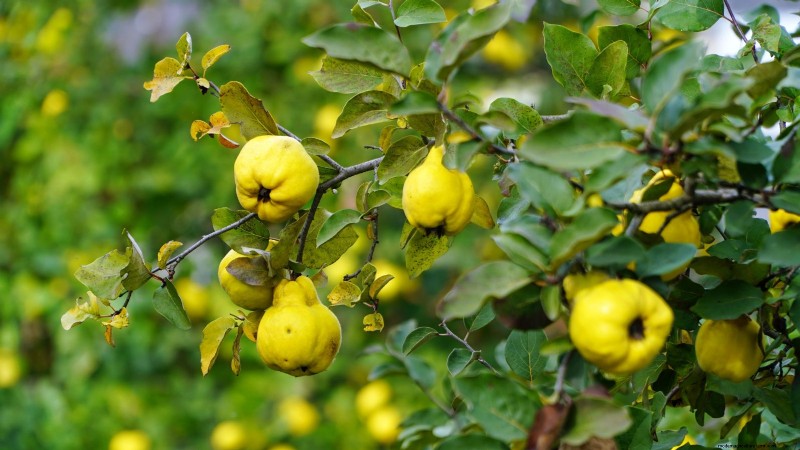 Harvesting Quince: Timing, Techniques, and Storage Tips