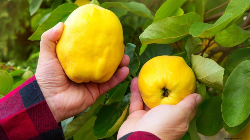 Harvesting Quince: Timing, Techniques, and Storage Tips