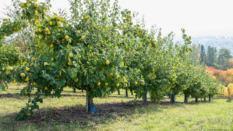 Harvesting Quince: Timing, Techniques, and Storage Tips