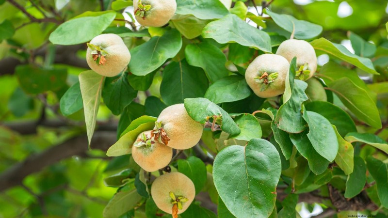 Harvesting Quince: Timing, Techniques, and Storage Tips