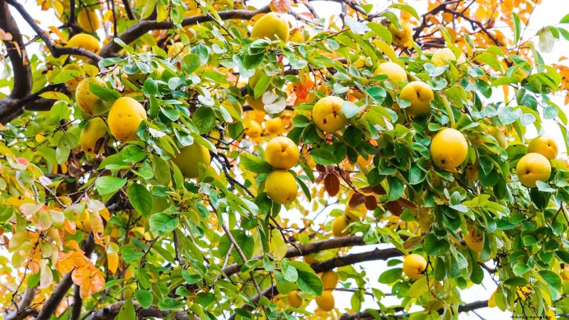 Harvesting Quince: Timing, Techniques, and Storage Tips