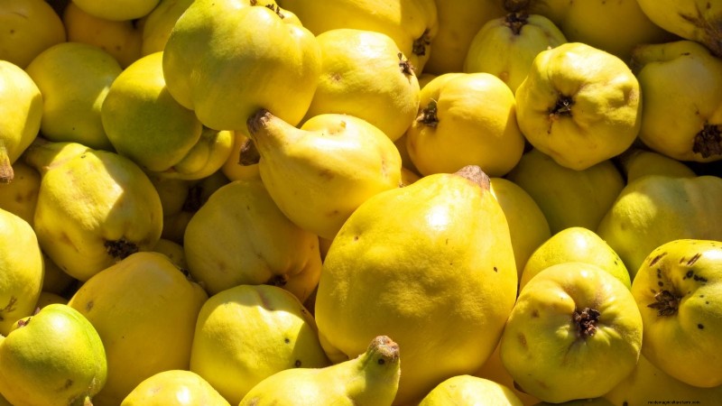 Harvesting Quince: Timing, Techniques, and Storage Tips