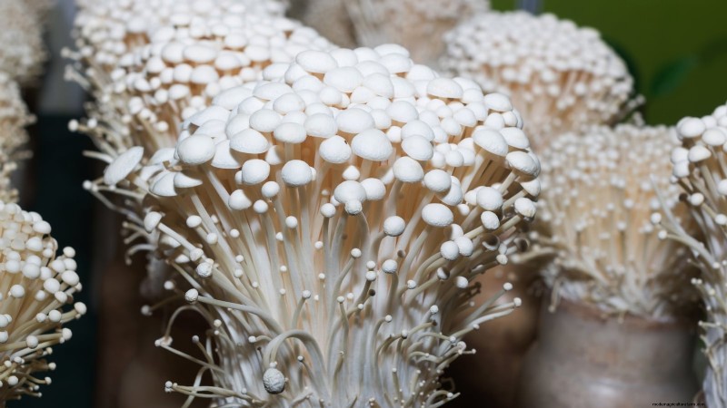 Grow 7 Popular Mushrooms on Your Countertop: A Complete Guide