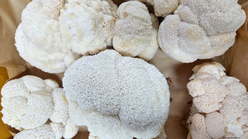Grow 7 Popular Mushrooms on Your Countertop: A Complete Guide