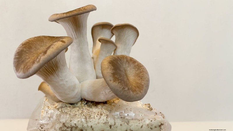Grow 7 Popular Mushrooms on Your Countertop: A Complete Guide