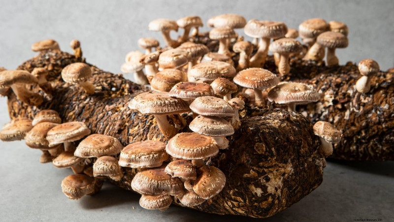 Grow 7 Popular Mushrooms on Your Countertop: A Complete Guide