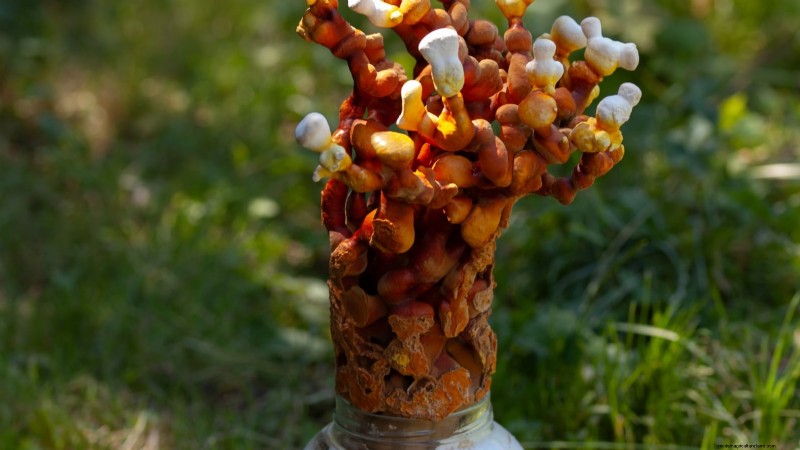 Grow 7 Popular Mushrooms on Your Countertop: A Complete Guide
