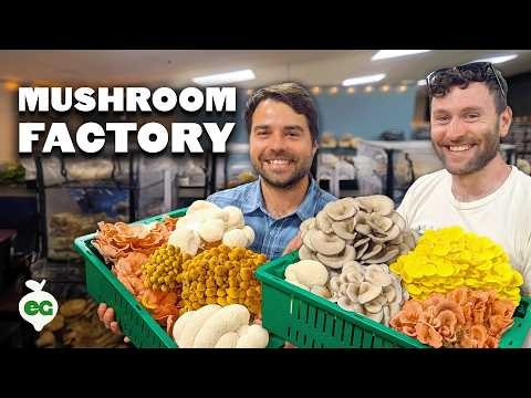 Grow 7 Popular Mushrooms on Your Countertop: A Complete Guide