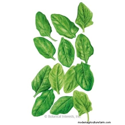9 Must‑Harvest Cool‑Weather Crops for November