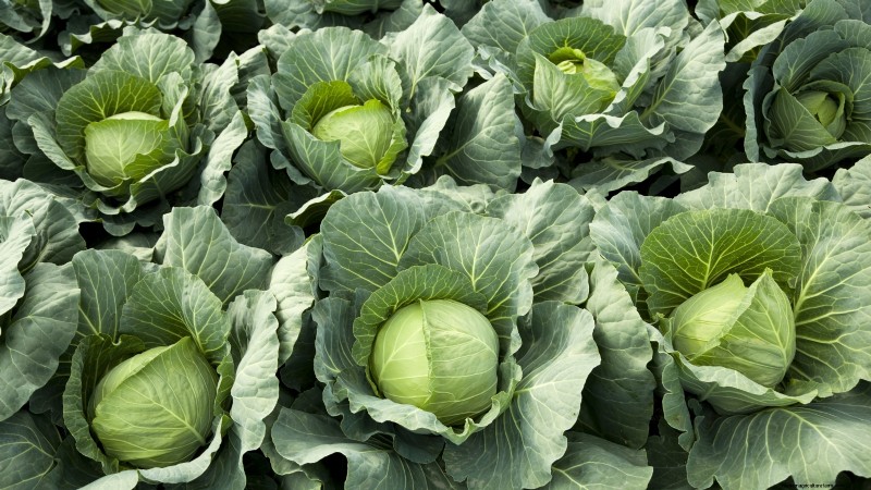 9 Must‑Harvest Cool‑Weather Crops for November