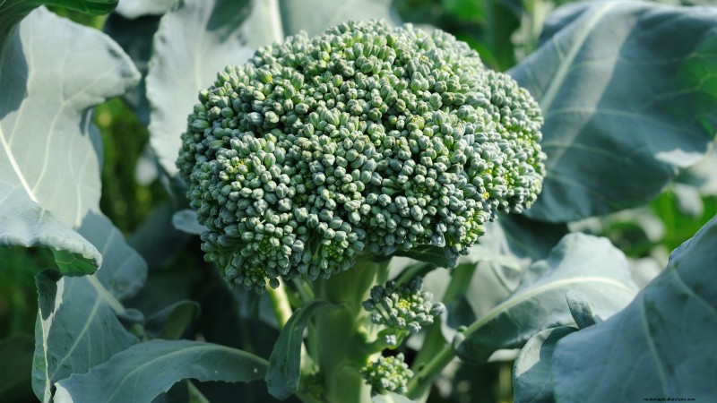 9 Must‑Harvest Cool‑Weather Crops for November