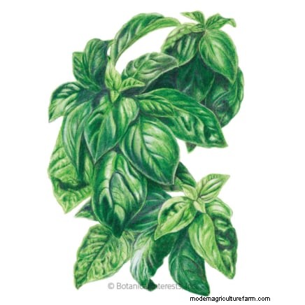 Grow 15 Fresh Herbs on Your Kitchen Windowsill for Instant Flavor