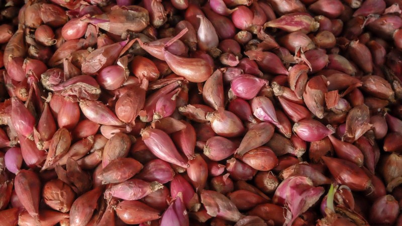 Mastering Shallot Planting: Timing, Techniques, and Tips for a Bountiful Harvest