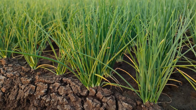 Mastering Shallot Planting: Timing, Techniques, and Tips for a Bountiful Harvest
