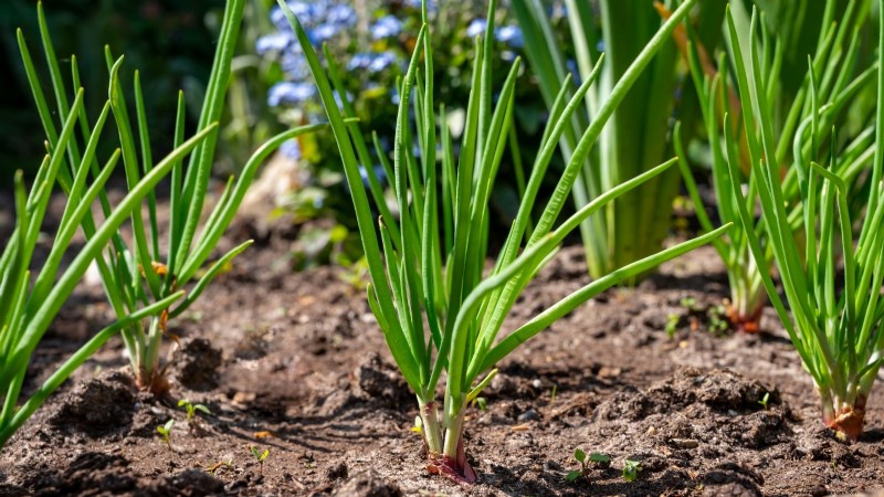 Mastering Shallot Planting: Timing, Techniques, and Tips for a Bountiful Harvest