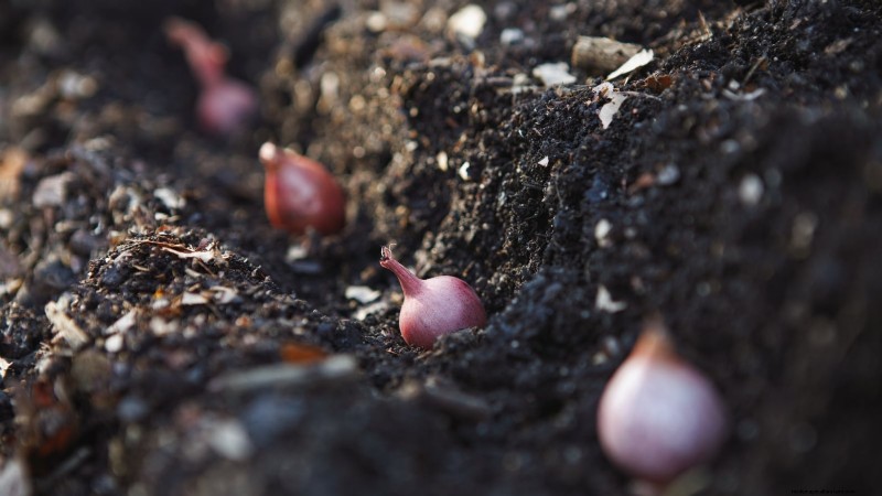 Mastering Shallot Planting: Timing, Techniques, and Tips for a Bountiful Harvest