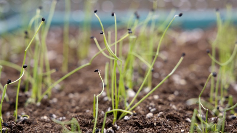 Mastering Shallot Planting: Timing, Techniques, and Tips for a Bountiful Harvest