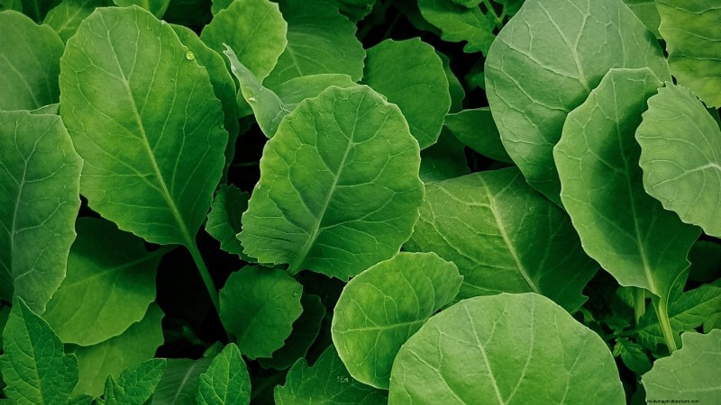 15 Mustard Green Varieties Perfect for Your Fall Garden