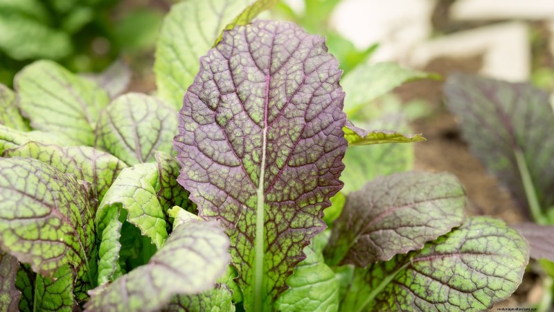 15 Mustard Green Varieties Perfect for Your Fall Garden