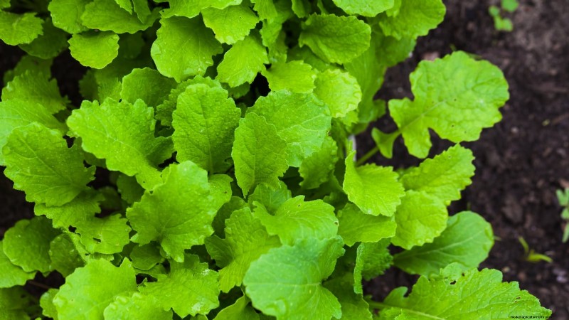 15 Mustard Green Varieties Perfect for Your Fall Garden