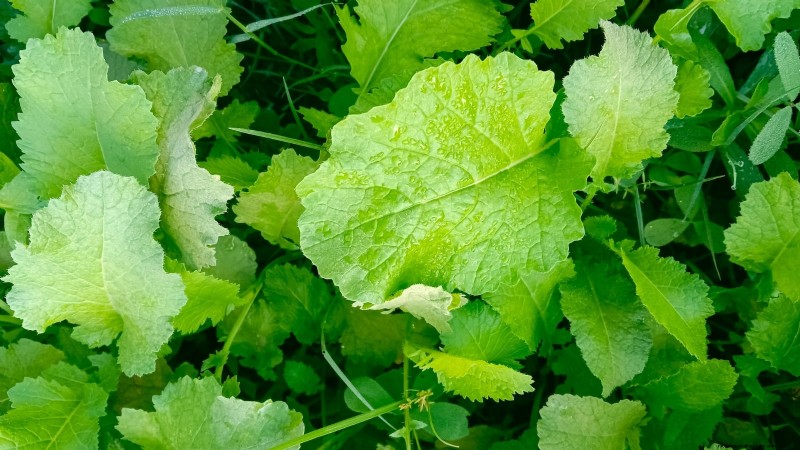 15 Mustard Green Varieties Perfect for Your Fall Garden